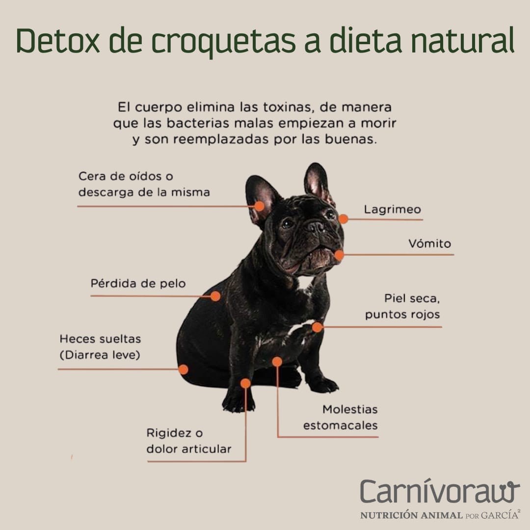 Diagrama de síntomas de detox en perro French Bulldog